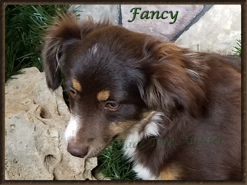 Fancy has the perfect Aussie eye and perfect length to height ratio. 