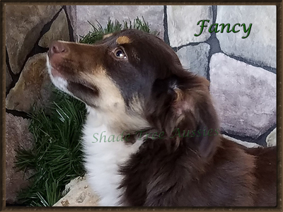 STA Sheza Little Bit Fancy, a red tri Toy Australian Shepherd for sale.