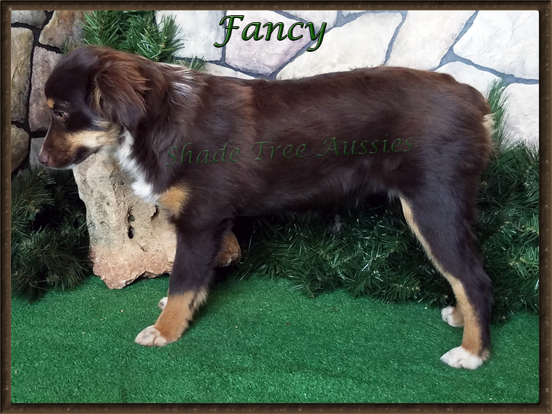 STA Sheza Little Bit Fancy is a red tri female Toy Australian Shepherd.