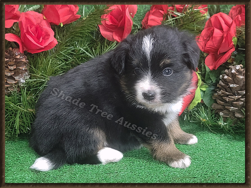 Shine is a black tri male Toy Australian Shepherd puppy for sale in Central Oklahoma.
