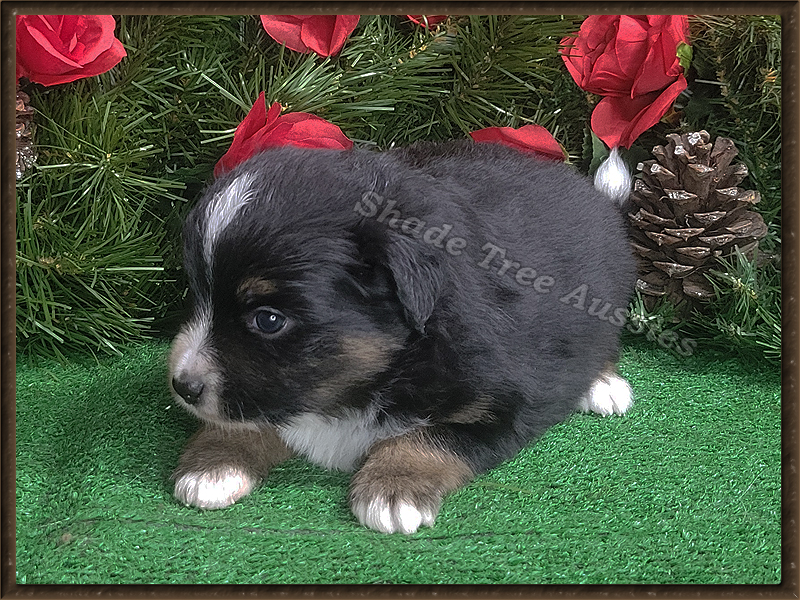 Shine is a black tri male Toy Aussie puppy. He will have bright copper markings.
