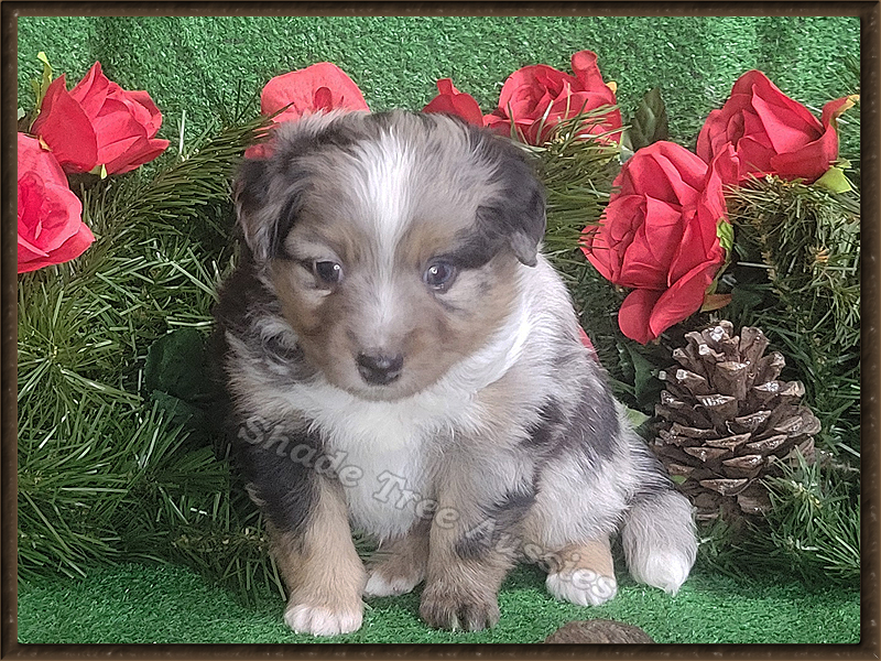 Sparkle is a dark blue merle male Toy Aussie puppy for sale in Central Oklahoma.