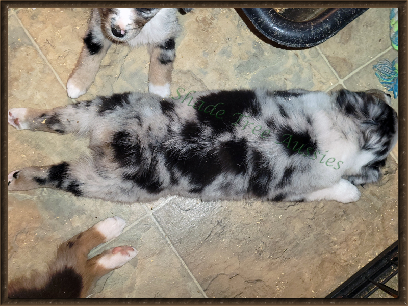 Sheza Little Blue Flame shown as a puppy in her favorite sleeping position.  