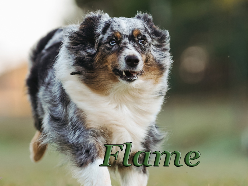 Flame running fast cat. She loves this game.