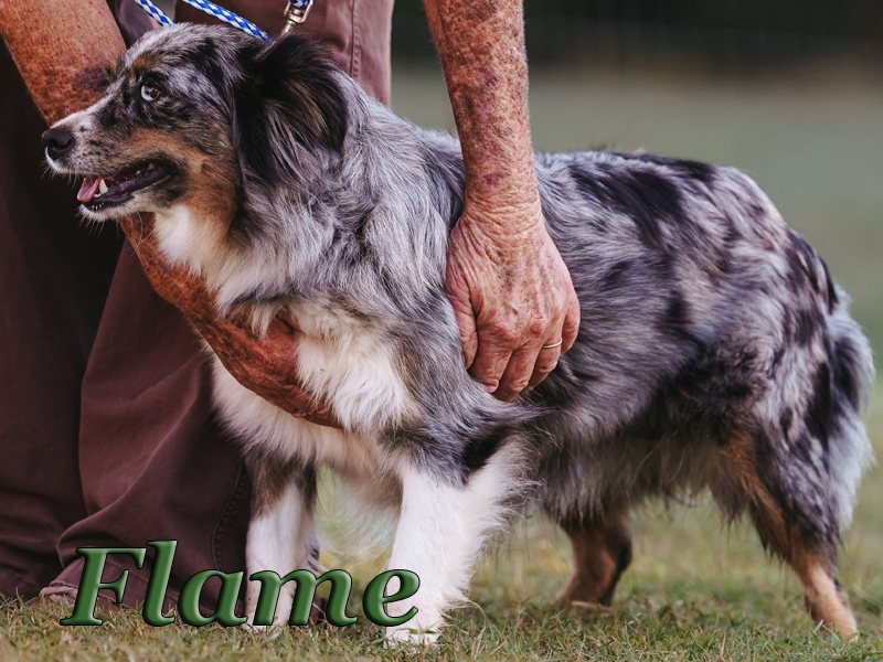 Flame waiting on her next run at Fast Cat.