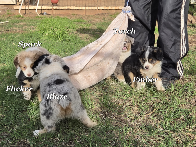 The whole litter gets in on the playing.