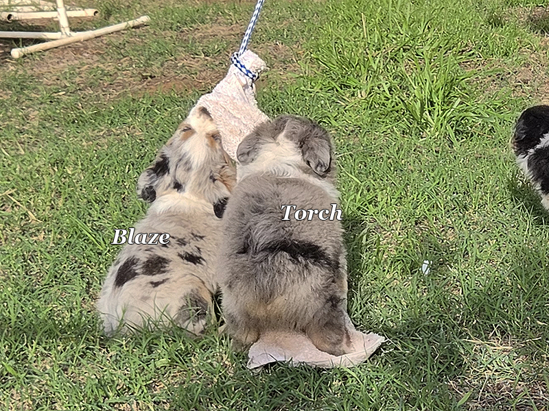Blaze really likes to play tug. Torch is trying to keep up.
