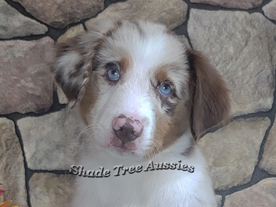 This is a red merle Miniature American Shepherd boy has 2 blue eyes.