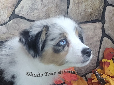 This little guy is a blue merle Miniature American Shepherd with 2 blue eyes.