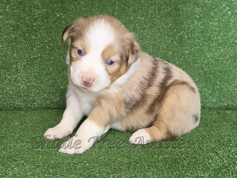 Beautiful red merle female Mini to Toy Aussie puppy. 
