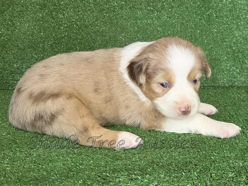 Red merle female Mini to Toy Aussie puppy.
