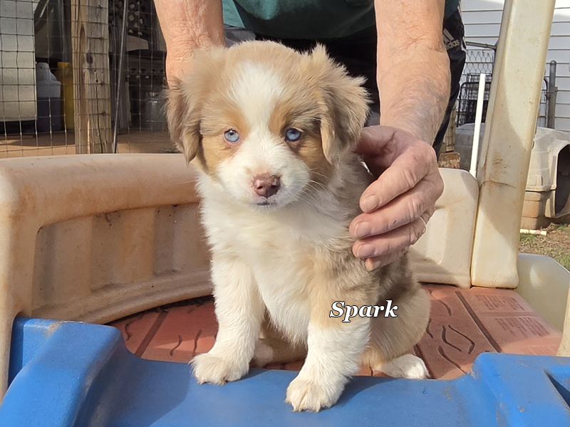 Beautiful red merle female Mini to Toy Aussie puppy. 