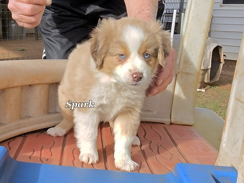 Beautiful red merle female Mini to Toy Aussie puppy for sale.
