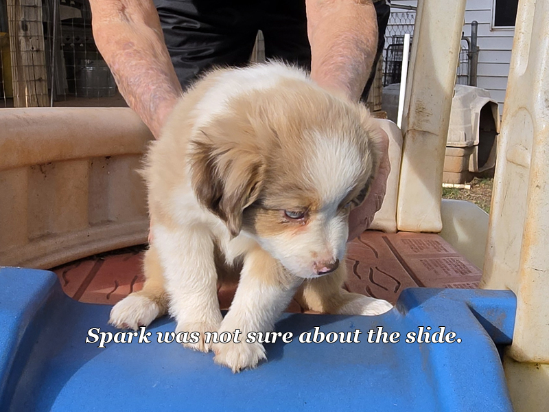 Red merle female Mini to Toy Aussie puppy for sale in Oklahoma.