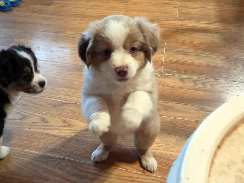 Red merle female Mini to Toy Aussie puppy.