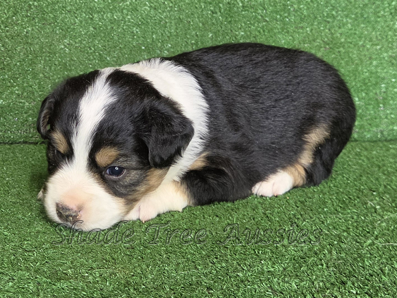 Black tri female Toy to Mini Aussie puppy for sale in Oklahoma.
