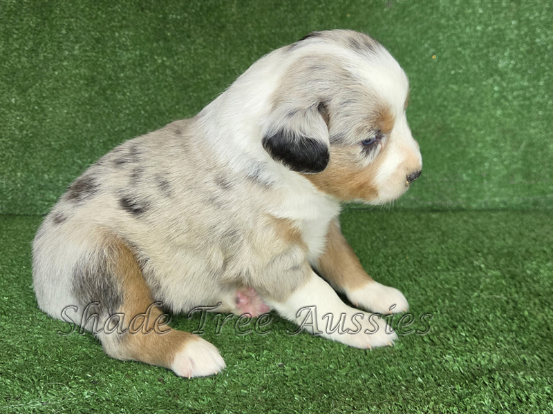3 week old blue merle female Toy to Mini Aussie female puppy for sale in Oklahoma.
