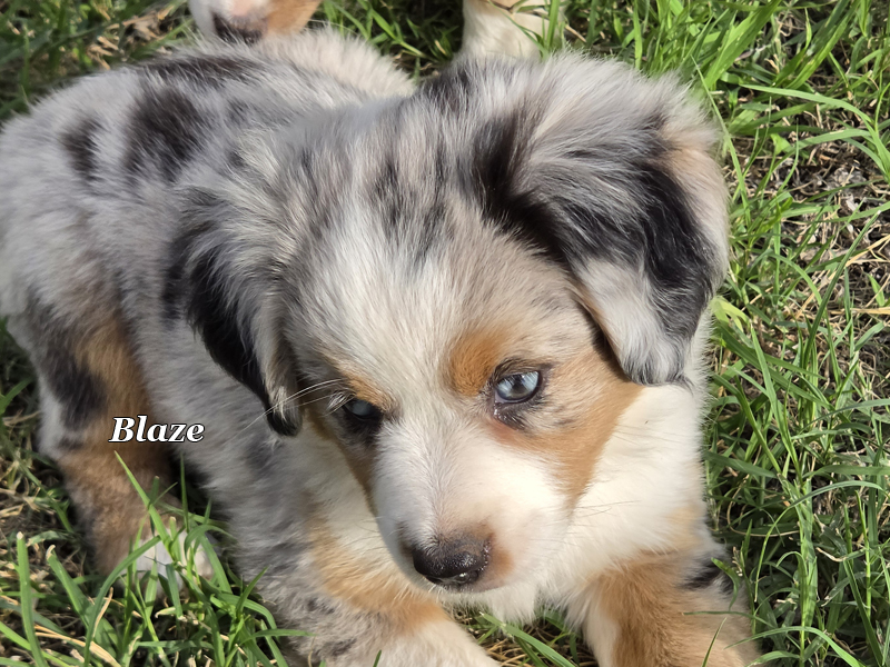 8 week old blue merle female Toy to Mini Aussie female puppy.