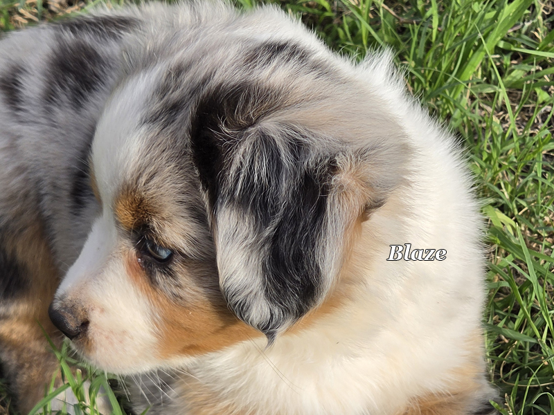 Blue merle female Toy to Mini Aussie female puppy.