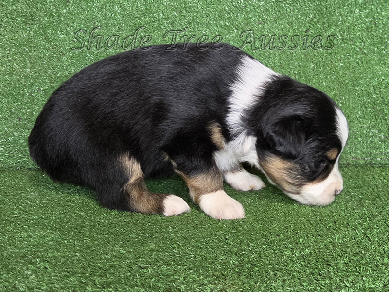 Toy Australian Shepherd black tri female puppy. 