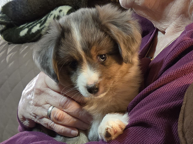 Blue merle male large Toy or small mini Aussie puppy for sale.