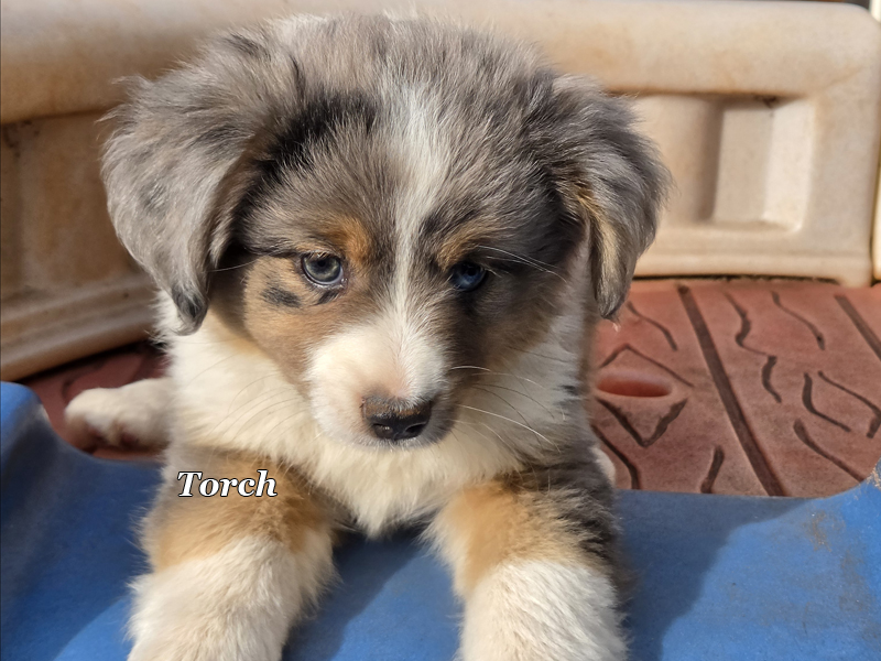 Blue merle male large Toy or small mini Aussie puppy for sale.