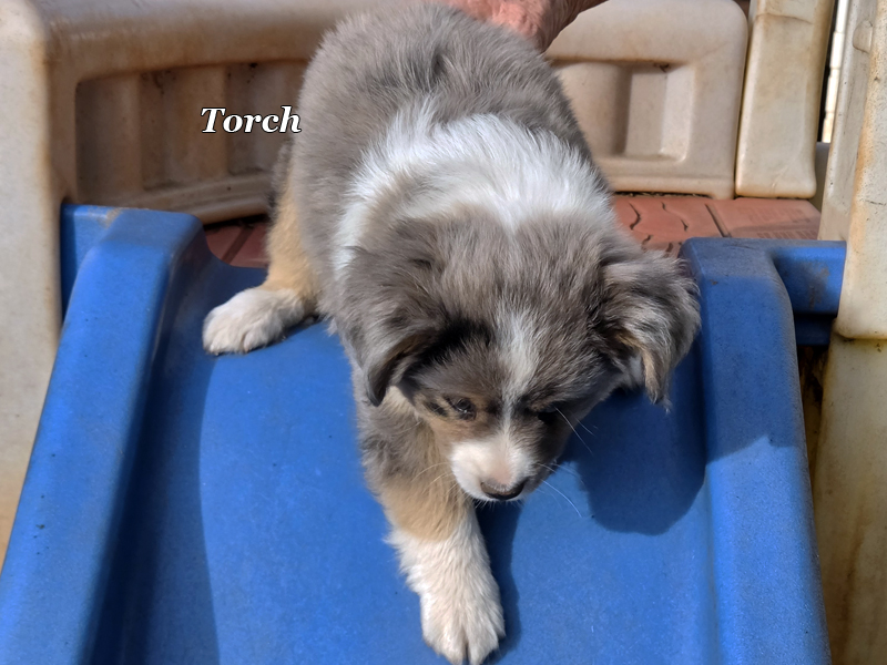 Handsome blue merle male large Toy or small mini Aussie puppy.