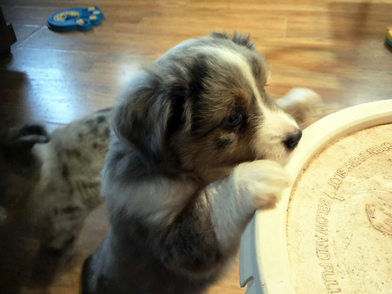 We are pretty happy with this little guy. I think he will be a handsome guy when he is all grown up.