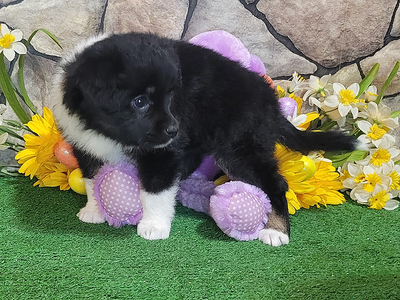 Ashes is a black tri female Toy Aussie puppy.