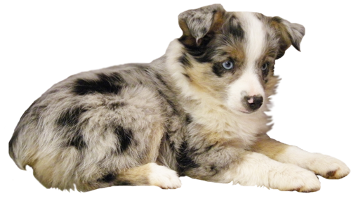 Shade Tree Aussies example of a blue merle female puppy.