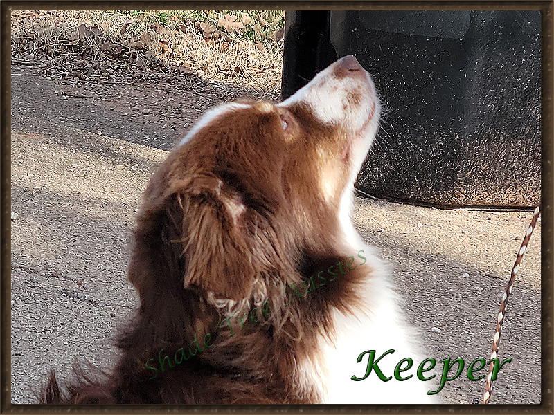 Shade Tree Aussies Keeper's profile. 