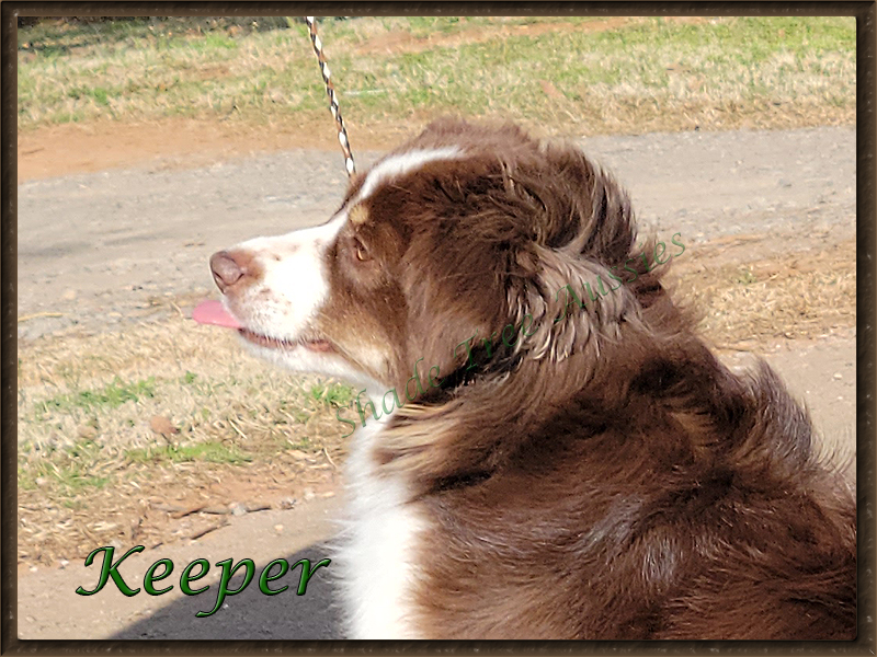 Keeper has an opinion about having to pose for pictures while she is so heavy with puppies. 