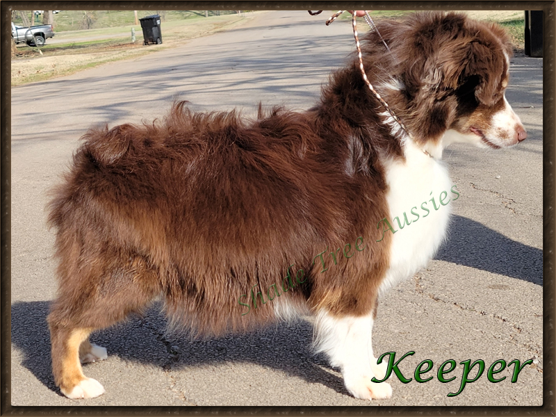 Shade Tree Aussies "Keeper" is very pregnant, but you can still see what a pretty girl she is even thought the wind is giving her a bad hair day. 