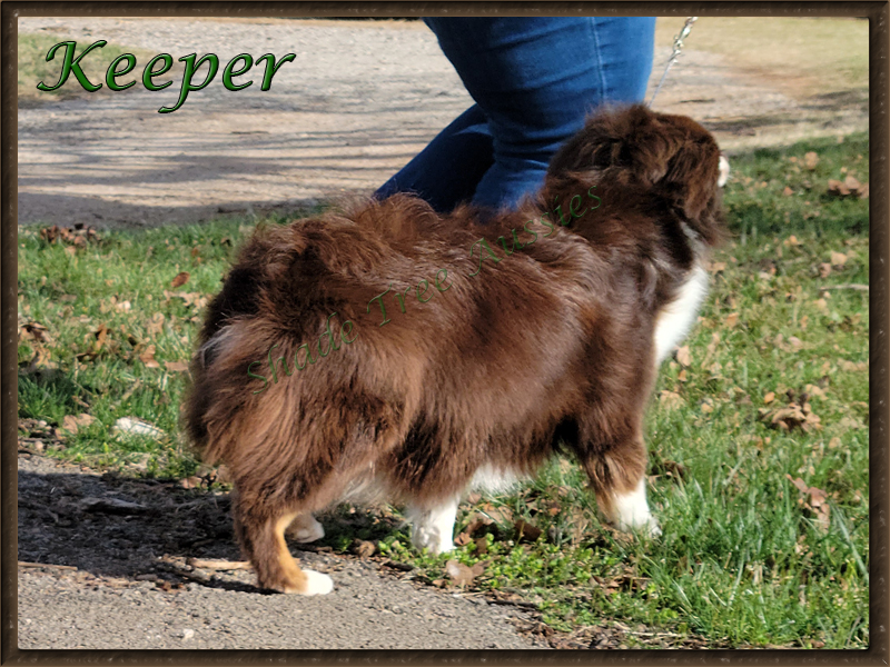 Shade Tree Aussies "Keeper" has a beautiful hair coat. It just glistens in the sun.