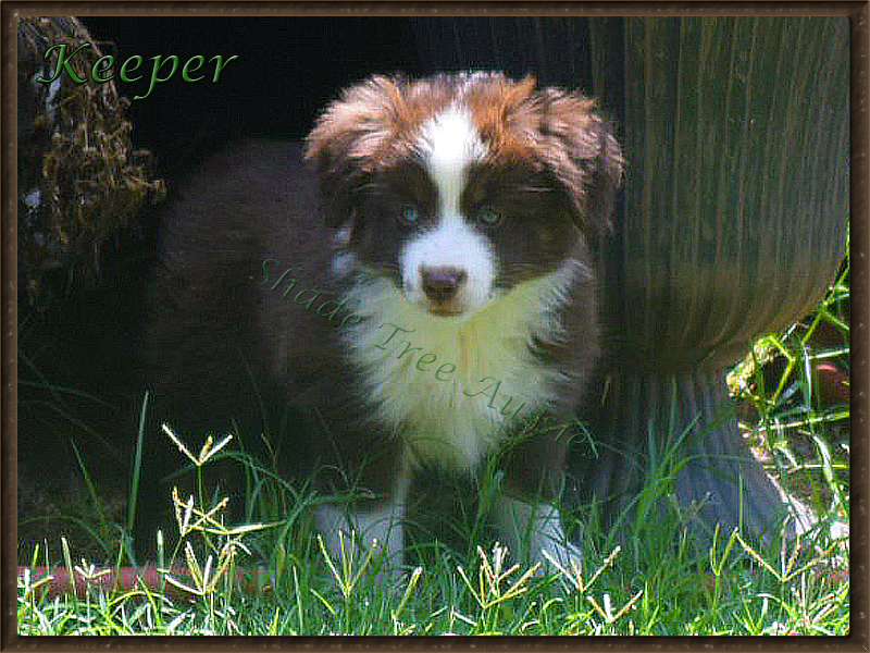 Shade Tree Aussies Keeper playing hide and seek with her friends.