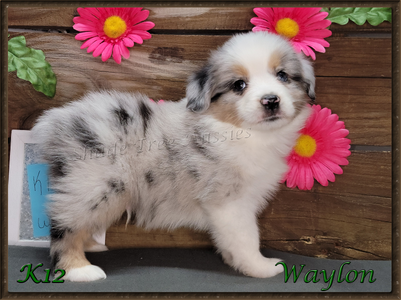 K12 is a blue merle male Toy Aussies puppy for sale.