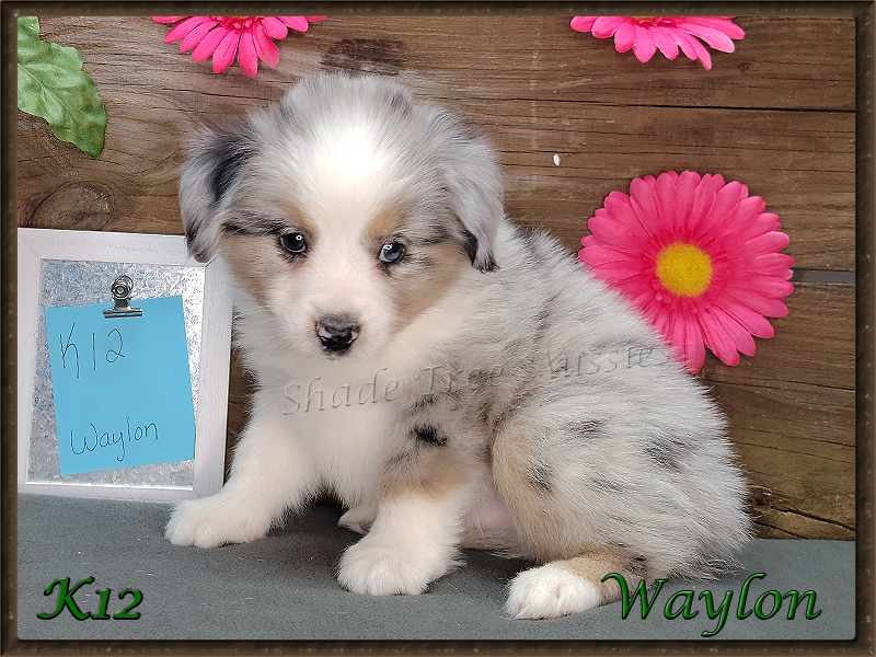 K12 is a blue merle male Toy Aussies puppy with a wide blaze.