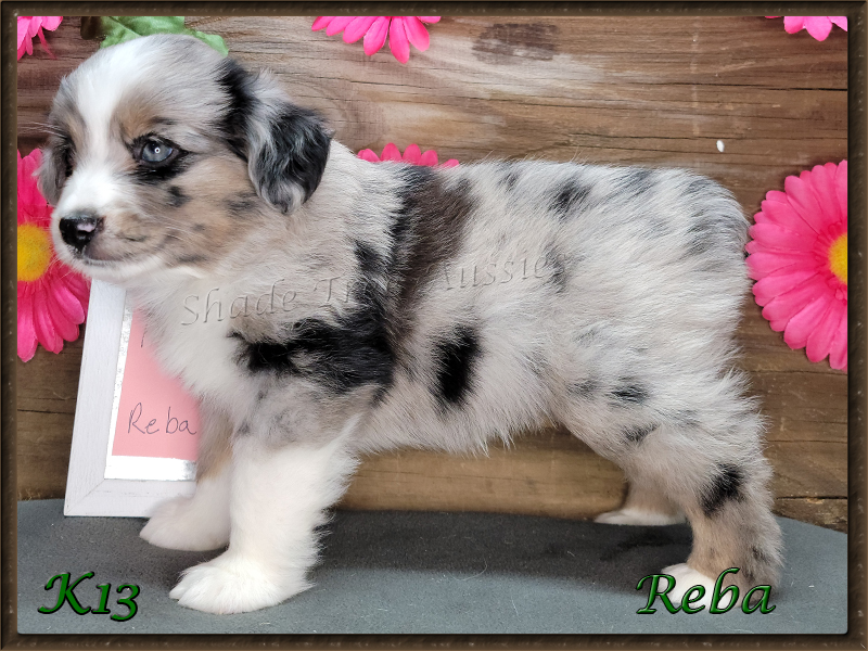 A good picture of K13 markings. She is a blue merle female Toy Aussie.