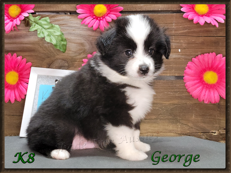 This black tri male Toy Aussie puppy is as fun as he looks.