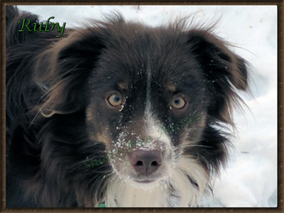 Super C The Power Within know as Ruby is a red tri Miniature Australian Shepherd female. 