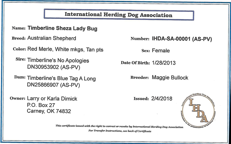 Lady Bug is registered with International Herding Dog Association as well.