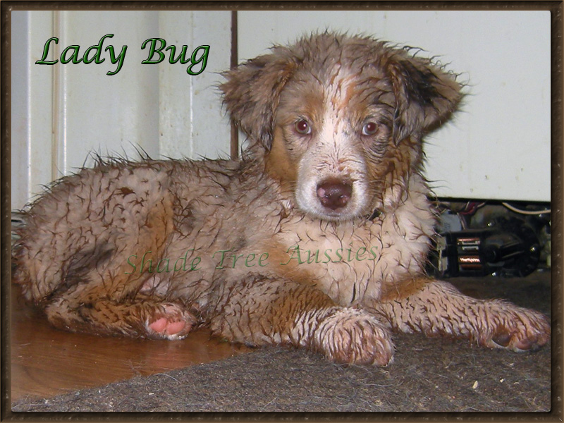 As a puppy she loved playing in the mud. Thankfully she seems to have outgrown that.