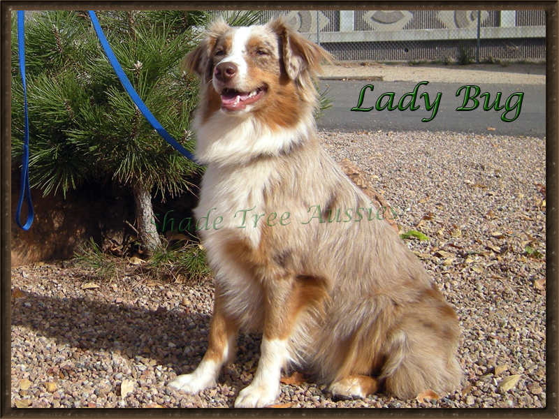 Lady Bug is always happy. She is such a good natured dog.