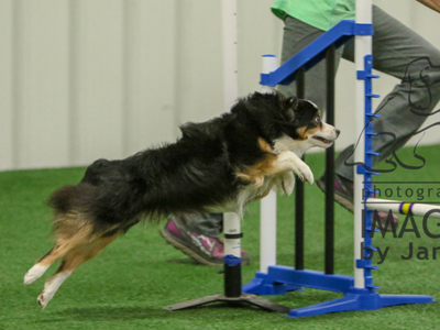  Outbacks Highway to the Danger Zone, Kibo, a Toy Australian Shepherd, competing in Agility. 