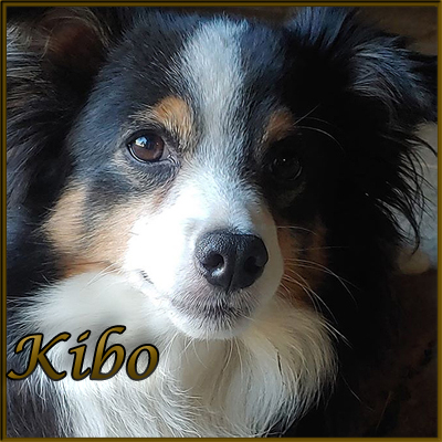 Kibo is a black Tri Toy Australian Shepherd male.