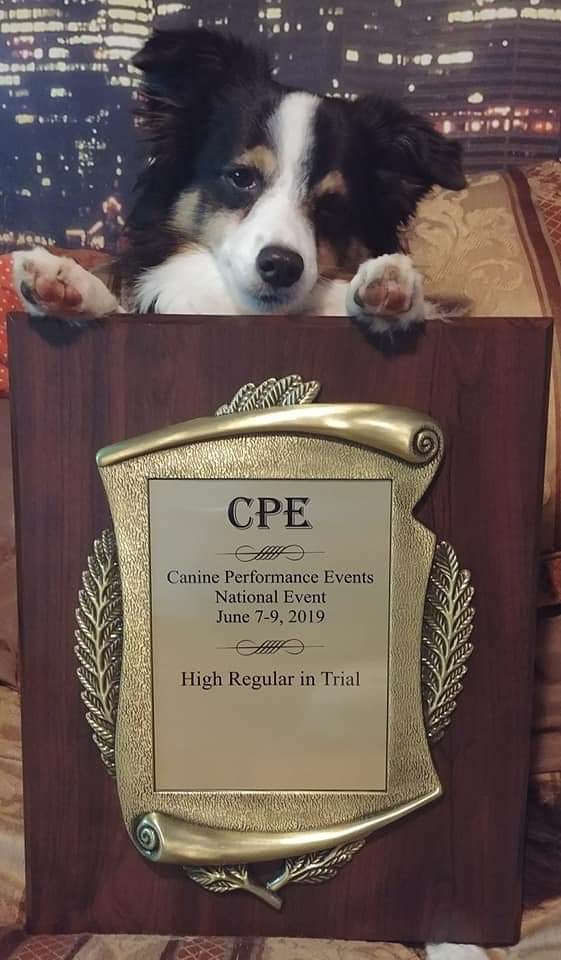 Kibo with his High In Trail plaque for CPE Nationals in 2019.