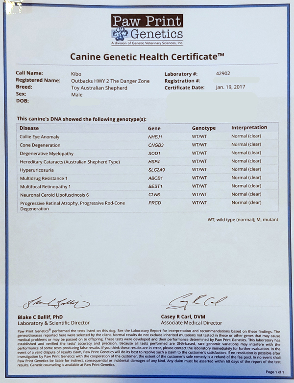 Kibo's Paw Print Genetics Canine Genetic Health Certificate showing he is clear for all the common Australian Shepherd diseases. 