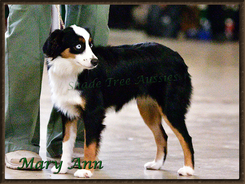 Mary Ann a Miniature American Shepherd shown as a yearling.