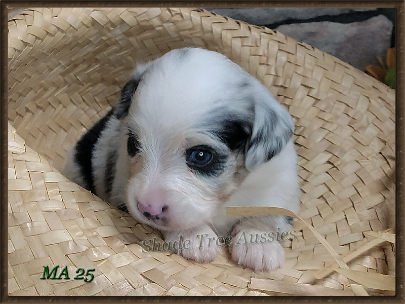 Frappe is a blue merle female Toy to Mini Aussie puppy with perfect make-up.