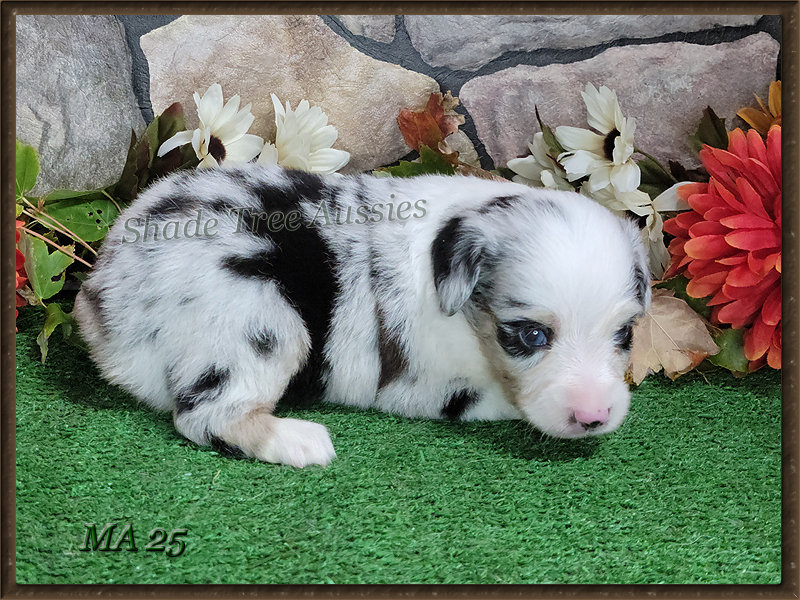Frappe is a cute little blue merle girl with a wide blaze and full collar.